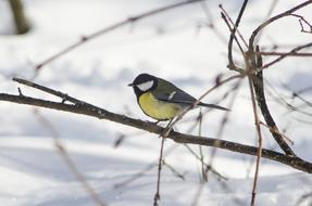 winter bird on a branch