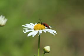 Daisy Beetle Insect Red