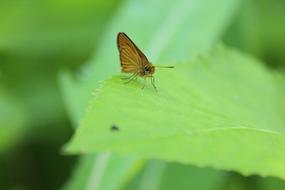 Butterfly Animal Insect