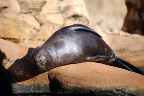 Seal Pup Mammal