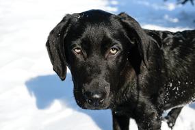 black little labrador in the snow
