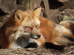 Fox Canine Animal