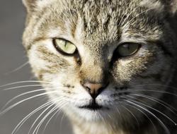 Cat Cute Mammal