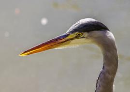 close up of a bird face