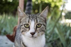 Cat Nature Predator