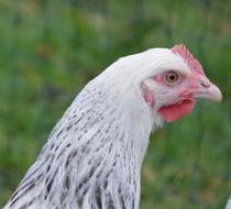 Hen Sussex Laying Animal Yard