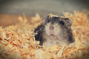 Hamster Rodent in straw