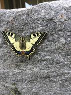 beautiful butterfly on a large rock
