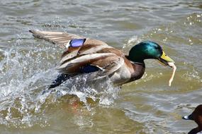 Animal Lake Waterside