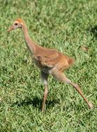 Endangered Sand Hill Crane Baby