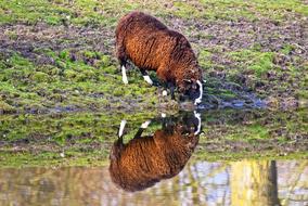 Sheep Animal Mammal