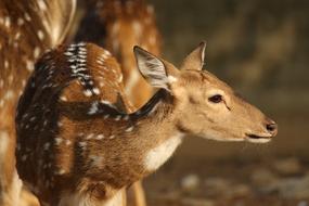 Deer Animal Fawn