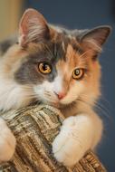 Kitten Cat kitty portrait