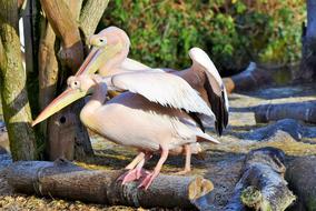 Pelikan Water Bird Pink Pelican