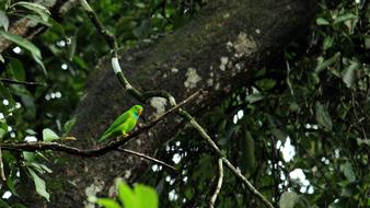 Vernal Hanging Parrot
