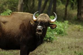 Animal Mammal Nature