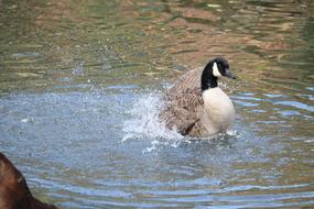 Waters Bird Nature Animal