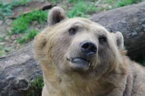 Mammal Bear Nature Animal