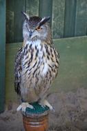 Bird Animal World Nature