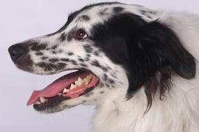 Animal Mammal Dog