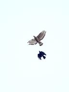 Beautiful birds flying
