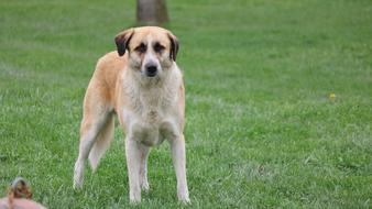 Grass Animals Dog