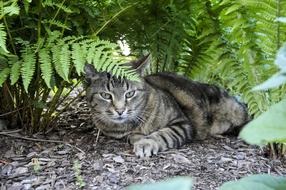 Cat Hiding Place