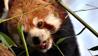 Panda Red Bear Cat Ailurus