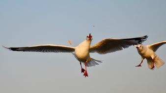 Bird Photography Wildlife