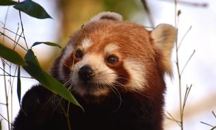 green leaves, red panda, himalayas