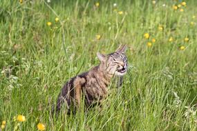 Cat Grass Eat