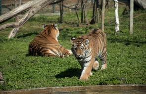 Wildlife Cat Animalia