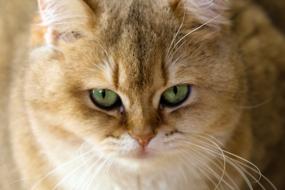 Charming Animal Cat