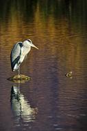 bird sits by the water
