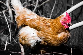 Bird Animal Nature