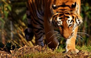 Tiger Big Cat Predator in zoo