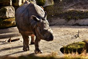 Rhino Animal World