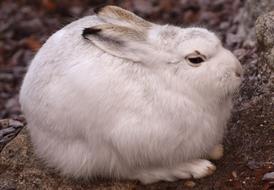 Cute bunny in the Zoo