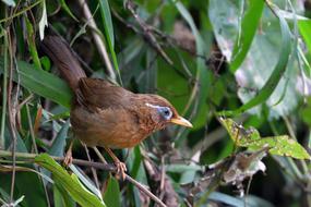 wild bird in a tree