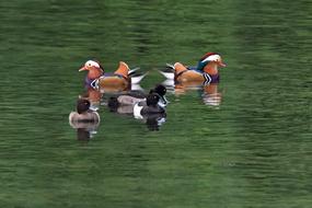 Waters Bird Duck