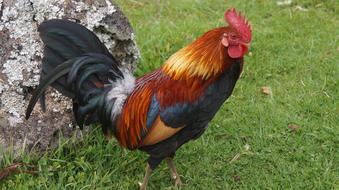 Bird Feather Poultry