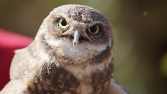 Wildlife Bird Nature