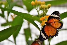 beautiful colored butterfly in the garden