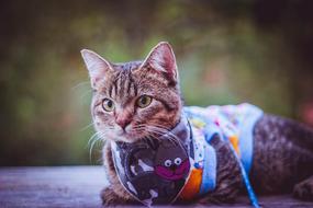Cat Animal Gray