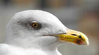 Yellow Bird White