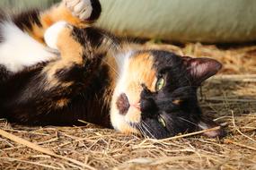Cat Mieze Lucky