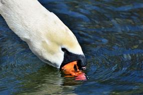 Swan Water Bird Schwimmvogel