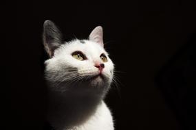 Cat Pets Animals