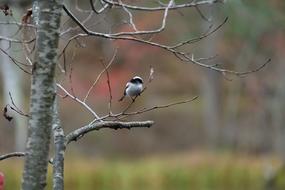 gray little bird in a tree
