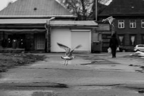 Gull Seagull Bird